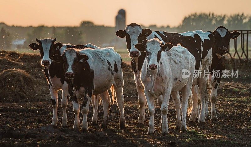 Les vaches au champs